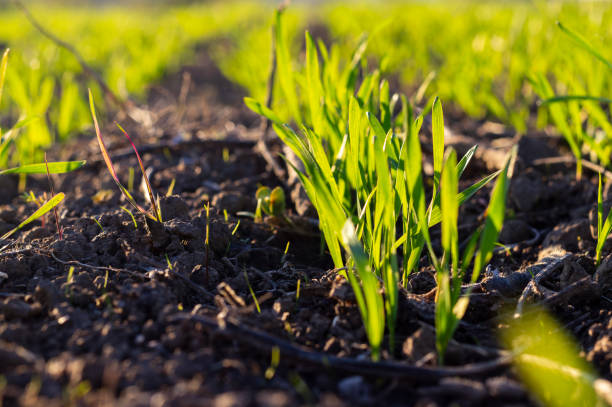 istock Winter wheat is planted in chernozem.  Sprouted stems grow in rows. 2182052516