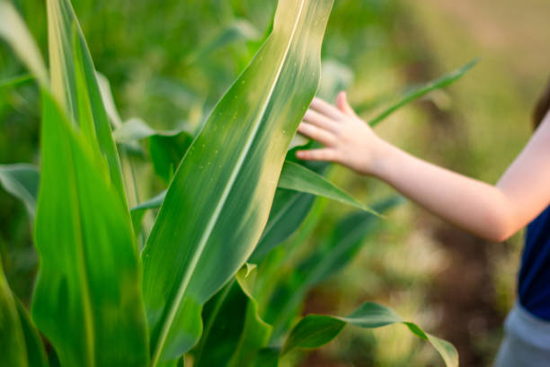 Corn field and children's hands in the background during a summer day