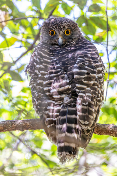 istock Adult Powerful Owl 2182060840