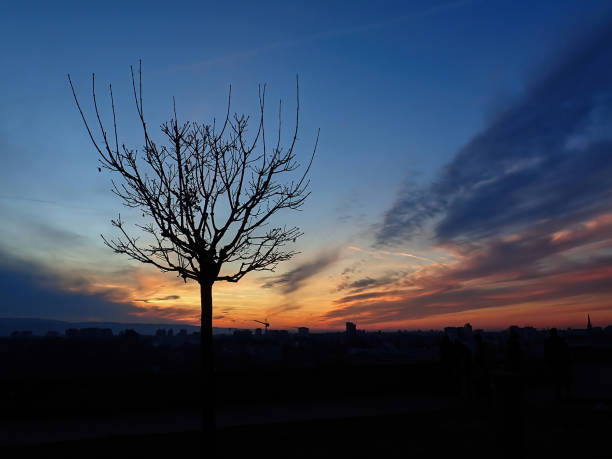 Silhouette of a tree during a sunset with a cityscape in the background