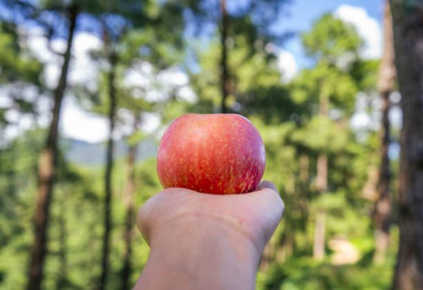 Red apple in hand in  nature forest