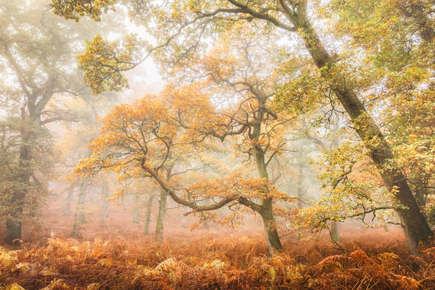 istock Autumn at Perth & Kinross, Scotland 2182064734