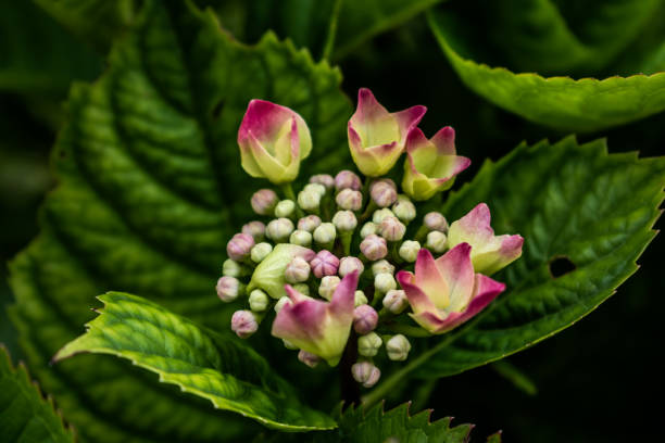Beautiful pink hydrangea in a garden, hydrangea macrophylla, hortensius