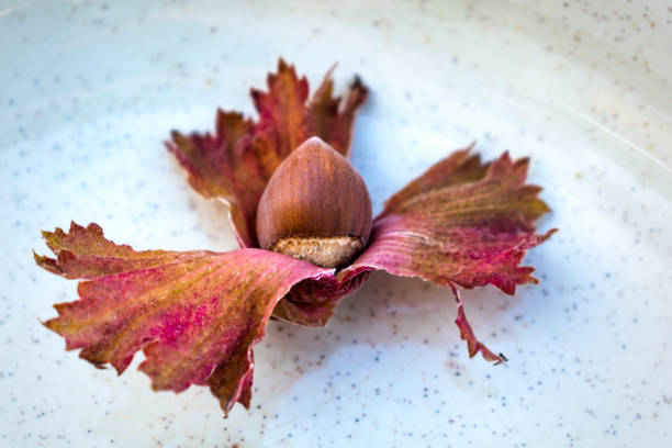 Purple hazel with hazelnuts, corylus maxima purpurea
