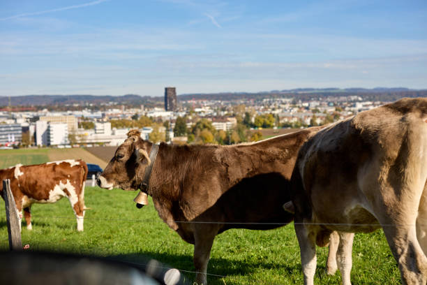 Swiss cows in the mountains