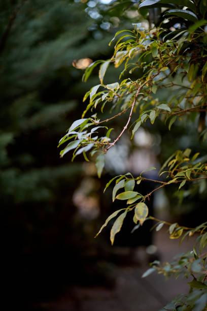 close up green leaves