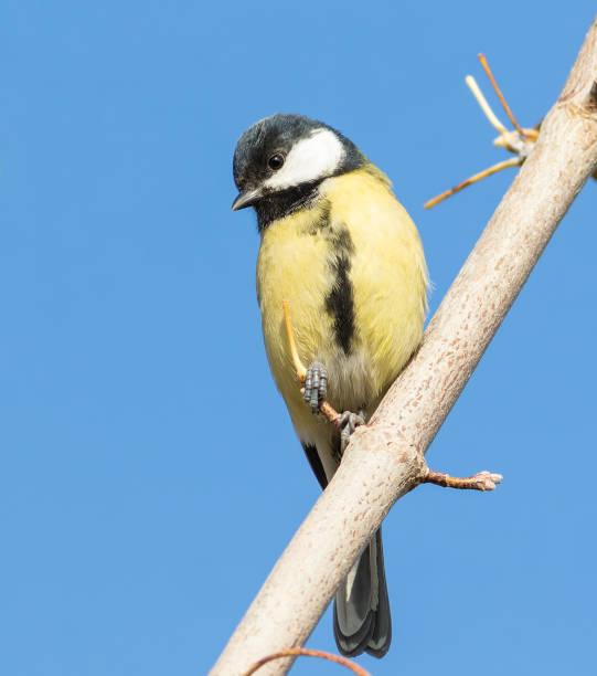 istock Great tit, Parus major. A bird sits on a branch against a blue sky 2182068312