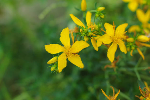 St John's Wort (Hypericum perforatum) plant in bloom.