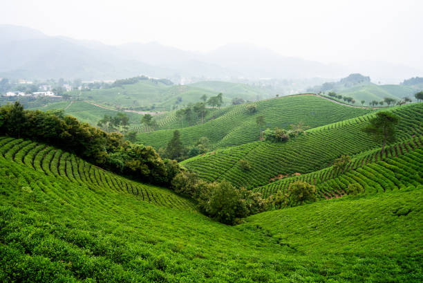 istock Green Tea Plantation, Xinyang, China 2182070031