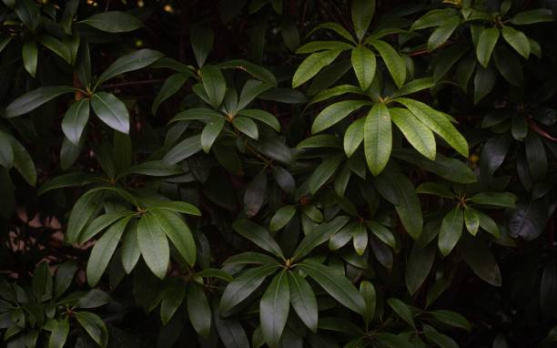 istock Close-up of green leaves 2182071235