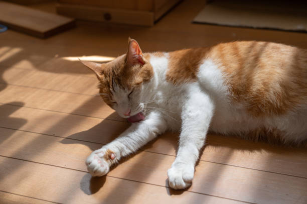 Cute cat lying on the floor