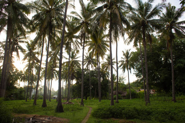 istock beautiful large tropical palm trees grow on the coast 2182071351