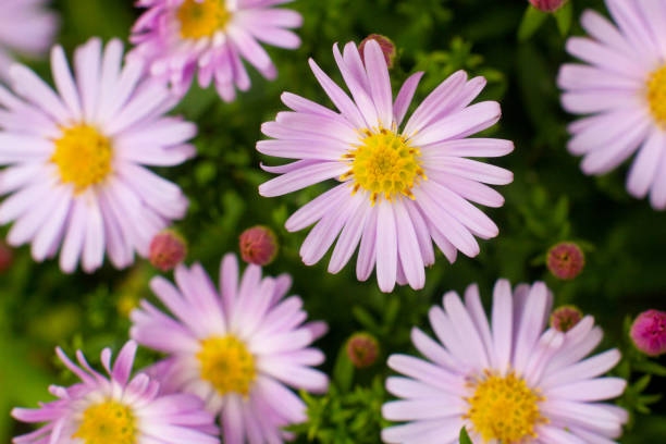 istock beautiful white chamomile flowers grow in the field 2182071385