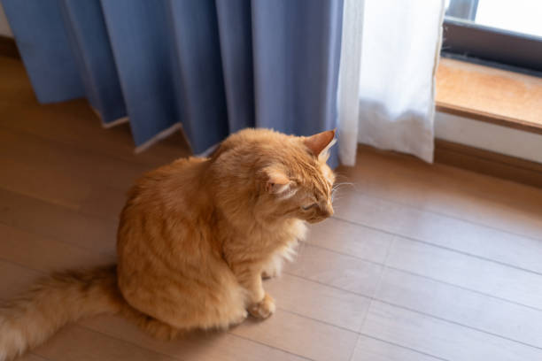 istock Cute cat sitting by the window 2182071426