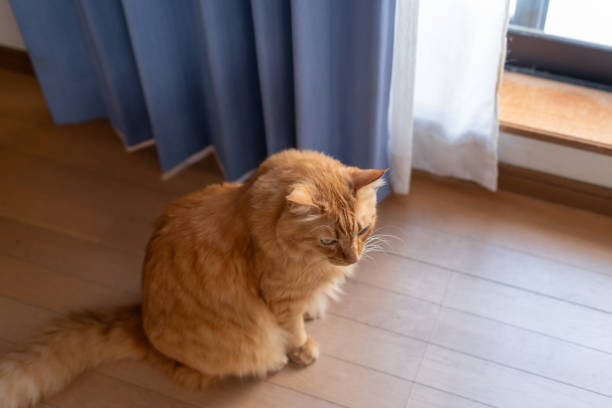 istock Cute cat sitting by the window 2182071441
