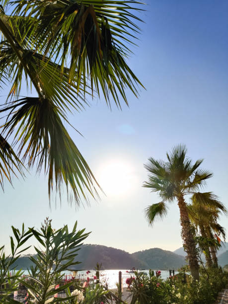 istock beautiful large tropical palm trees grow on the coast 2182071707