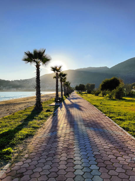 istock beautiful large tropical palm trees grow on the coast 2182071839
