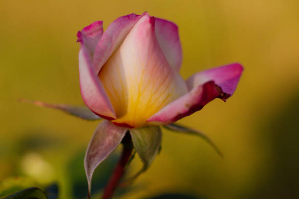 beautiful pink rose growing in the garden