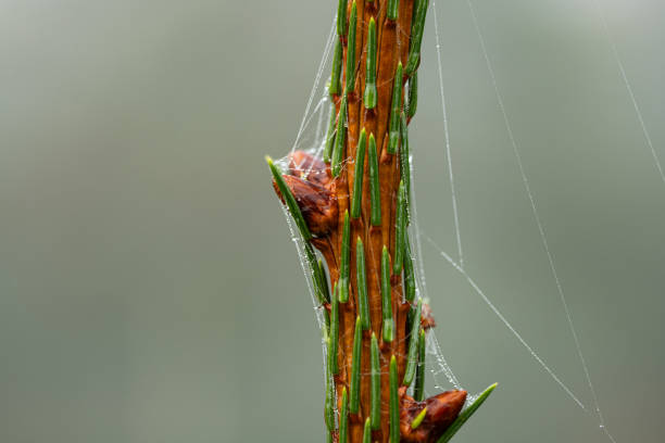 Christmas or evergreen pine tree branch with needles. Close up macro shot, shallow depth of field, no people.