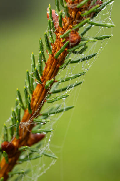 istock Christmas or evergreen pine tree branch with needles. Close up macro shot, shallow depth of field, no people 2182074160
