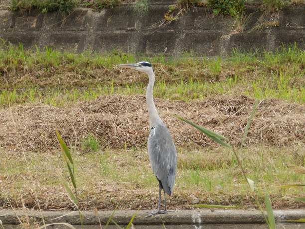 istock A Grey Heron standing by the water 2182074704
