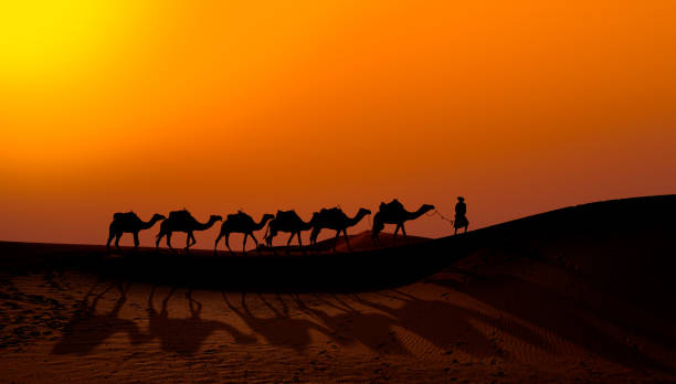 istock Camel caravan in the desert at sunrise -  Sahara, Morrocco 2182075827