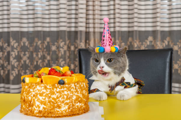 istock cute british shorthair cat celebrating her birthday horizontal composition 2182079413