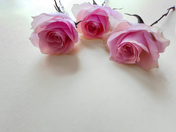 Rose vivid pink purple red vivid intense close-up flower brilliant