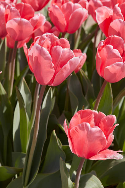 istock Tulip Pink Impression flowers in spring sunlight 2182080571