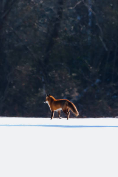 istock Red Fox in Snow - Portrait 2182081889
