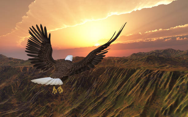 Sea eagle flying over a landscape at sunset