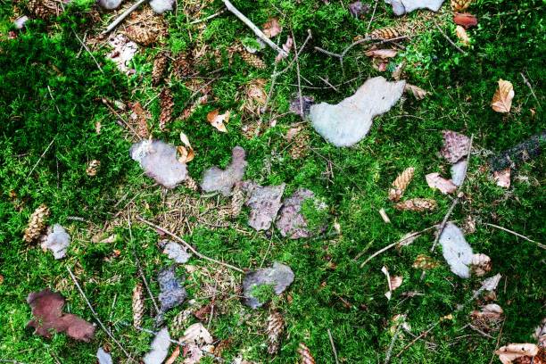 Forest ground texture with moss and branches found in a european forest