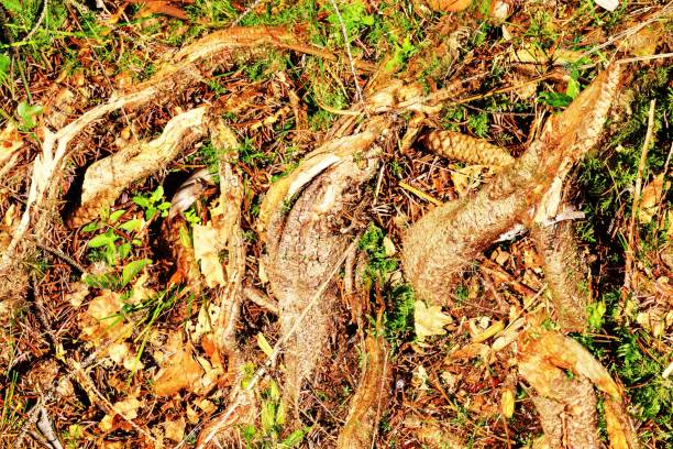 A fallen tree with intricate exposed roots in a lush forest, surrounded by vibrant greenery for tourism, ecotourism, nature advertising, travel guides