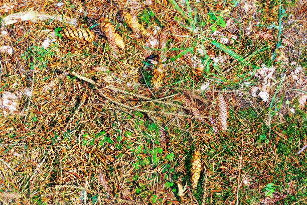 Forest ground texture with moss and branches found in a european forest