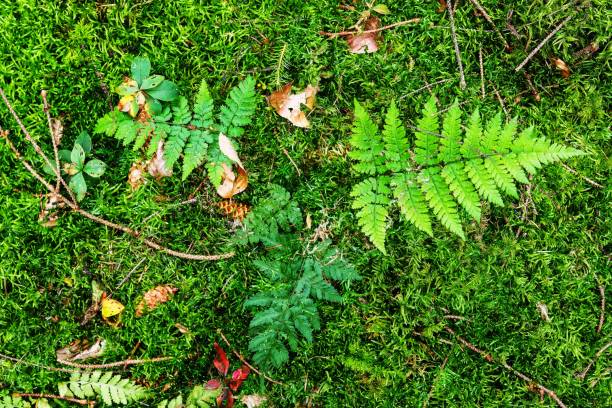 istock Forest ground texture with moss and branches found in a european forest. 2182084254