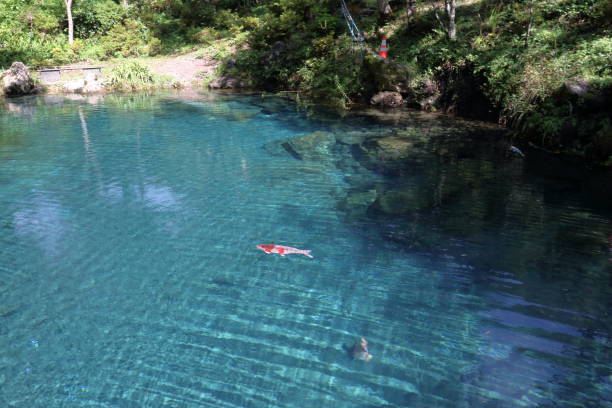 istock Carp swimming leisurely in Lake Hakuryu, Autumn (Tsuno Town, Kochi Prefecture) 2182085202