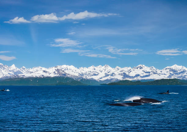 istock Whales in Alaska 2182086494