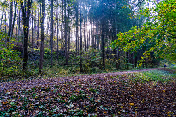 A tranquil forest path blanketed with fallen autumn leaves, stretching into the vibrant woodland. The image captures the beauty of the season with a mix of green and golden hues among the trees, creating a peaceful atmosphere typical of October in the forest. Perfect for themes related to nature, tranquility, and the changing seasons, this image invites viewers into the serenity of an autumn walk in the woods.