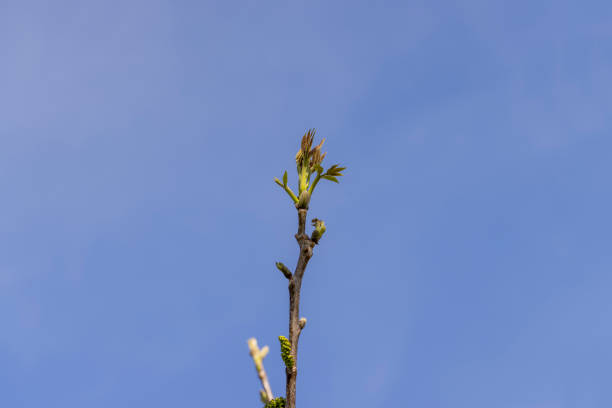 A walnut blooming in May against a blue sky, sunny weather in an orchard with walnuts