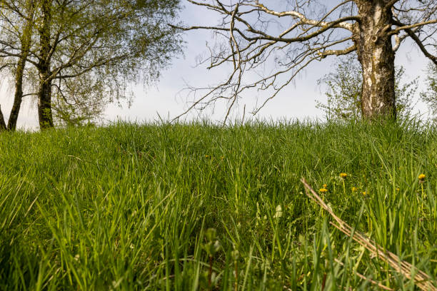 tree and grass in the field in the spring season, new grass is green in late spring