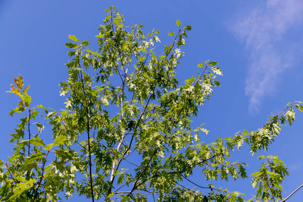 istock the oak tree in the summer in sunny weather 2182089288