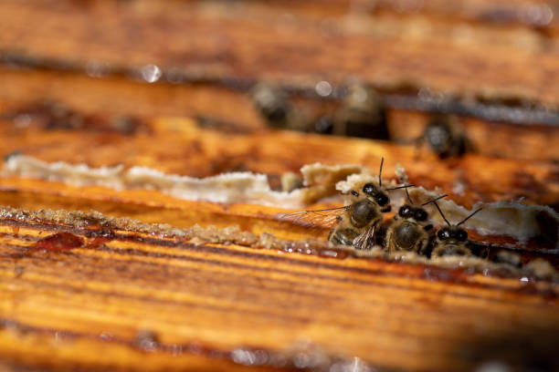 istock a bee hive with honey bees in sunny weather in summer 2182089306