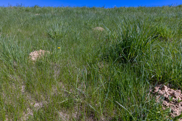 istock spring green grass against a blue sky in sunny weather 2182089347
