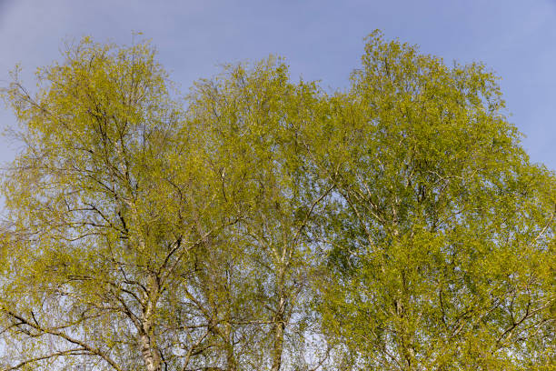 istock new green birch foliage in spring against a gray sky 2182089479