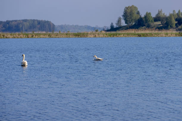 istock a young white swan floating on the lake 2182089610