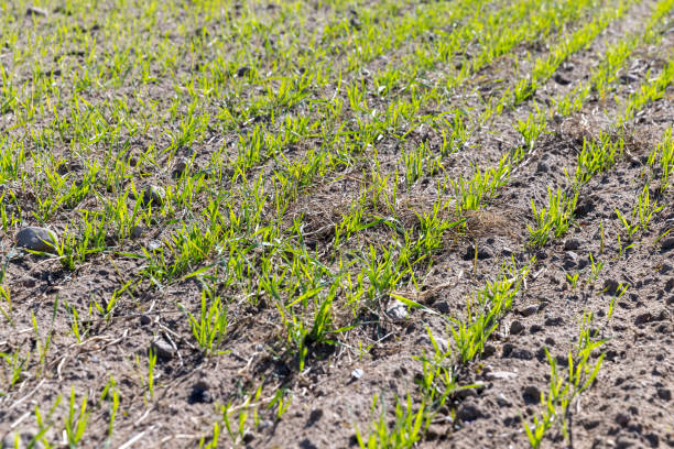 istock a large harvest of green wheat sprouts 2182089973
