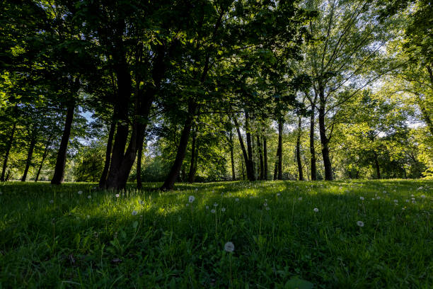 istock trees in spring with green grass and white fluffy dandelions 2182091078