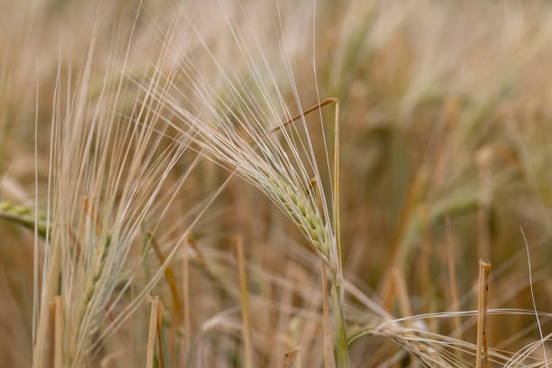 istock wheat field after a thunderstorm and rain 2182091095