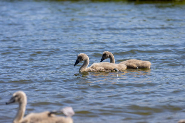 Mute Swan cygnet feeding on a lake.