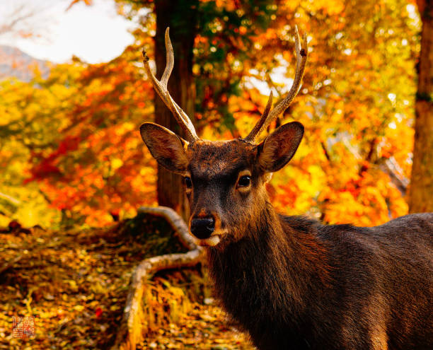Deer lounging amongst autumnal colours